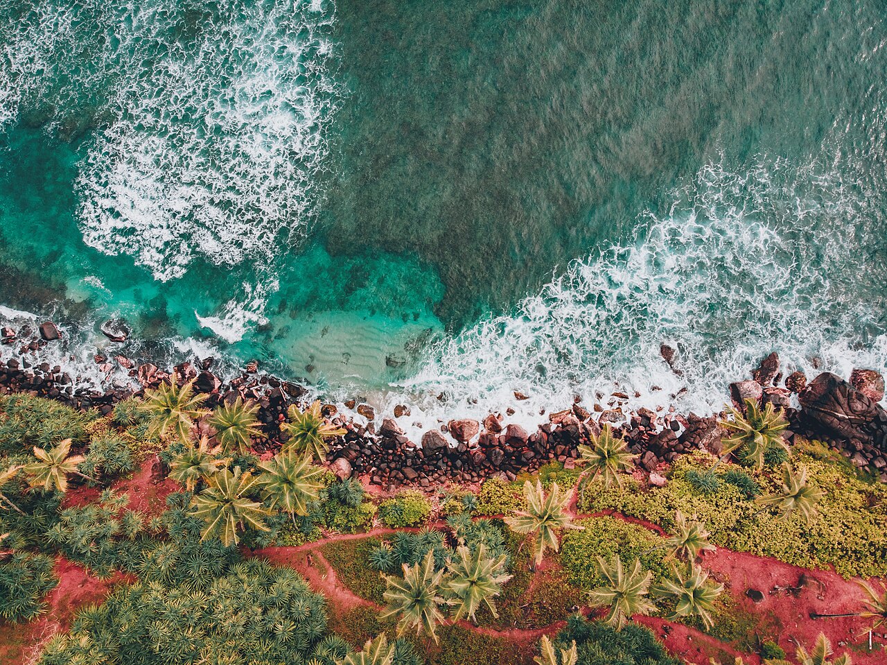 Mirissa beach seen from the coconut-covered hillside