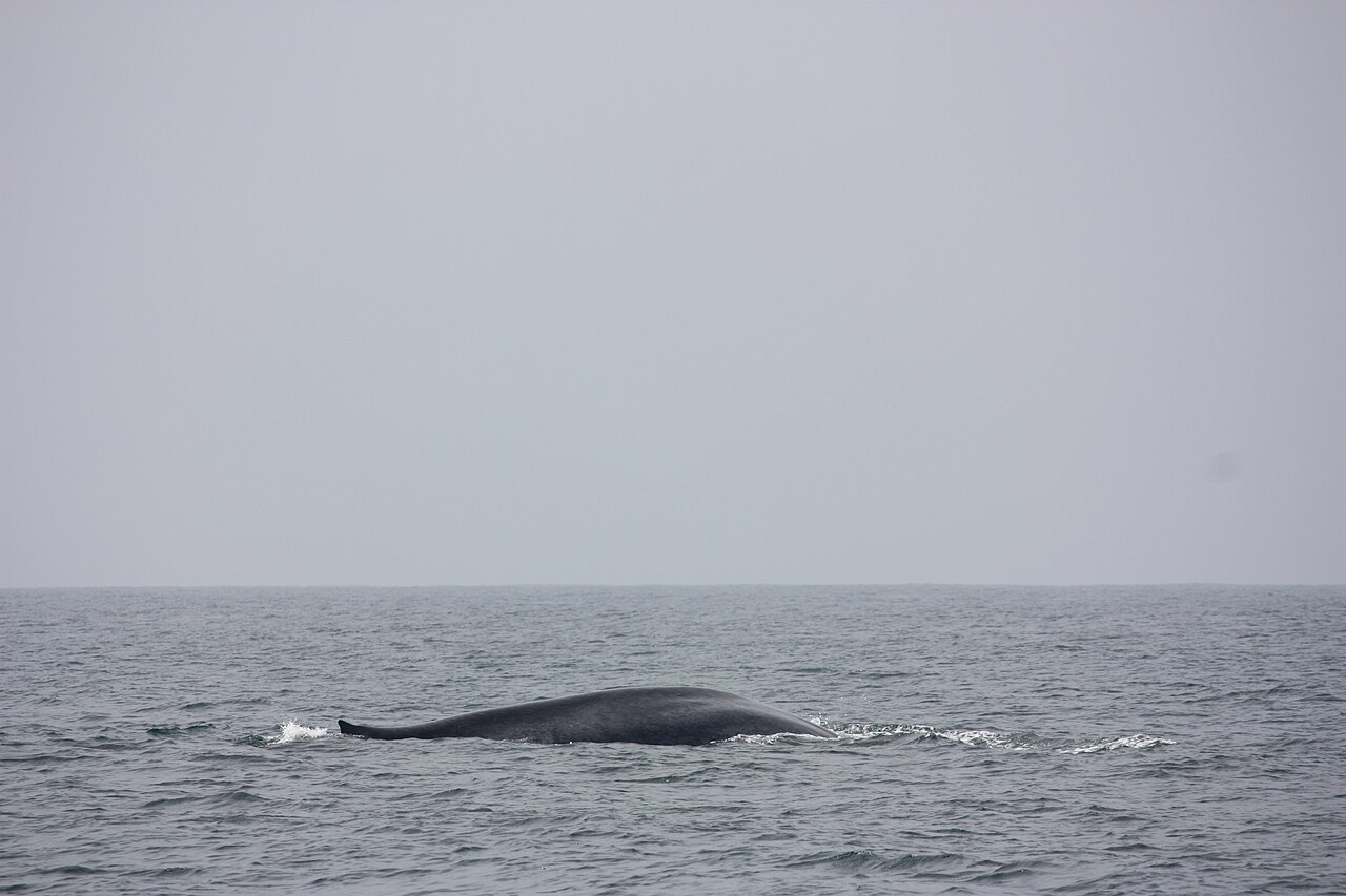 A blue whale off Sri Lanka