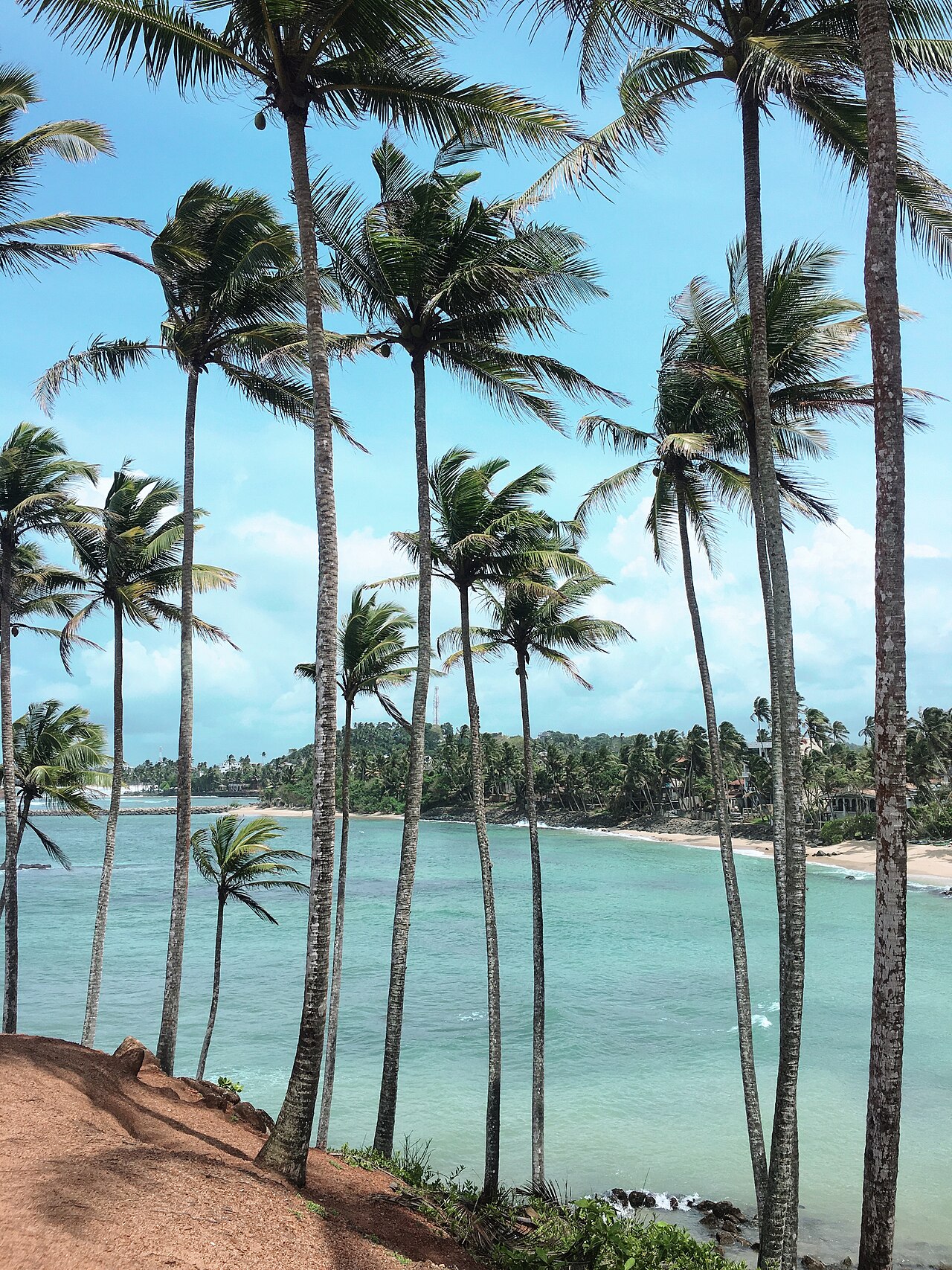Coconut palms leaning over the ocean at Coconut Tree Hill, Mirissa