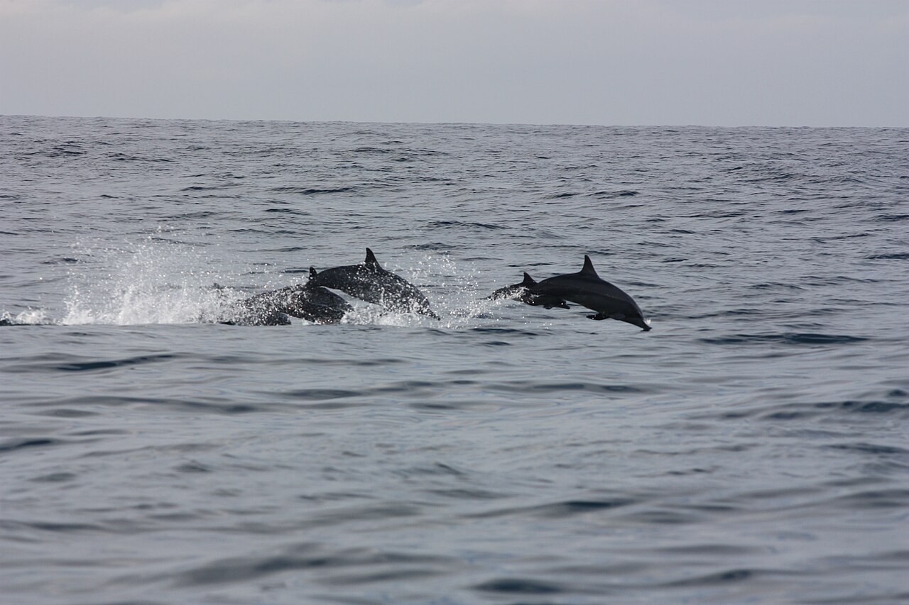 Spinner dolphins near a whale-watching boat off Mirissa